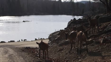 red-deer-herd-descend-rocky-bank-with-lake-forest-scene-slomo