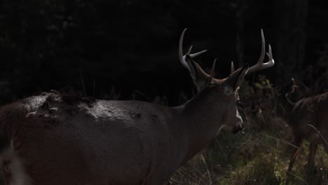 Whitetail-Deer-Buck-Sieht-Sie-Mit-Anderen-Hirschen-Im-Hintergrund-An