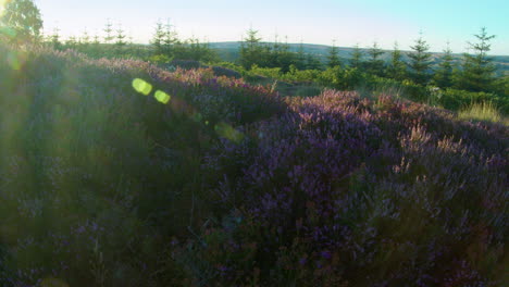 Heather-Season,-North-York-Moors-National-Park-Yorkshire-Summer-2022---Cinema-camera-Prores-4K-Clip-8