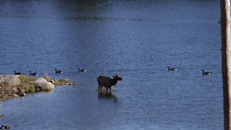 elk-female-shaking-her-body-standing-in-lake-slomo