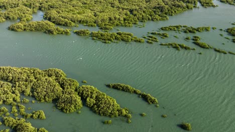 Aerial-birds-eye-shot-of-beautiful-mangroves-growing-between-waters-of-Brazil-in-Sunlight---Barra-Grande-,South-America