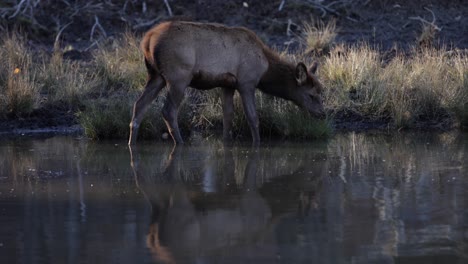 female-elk-chewing-grass-standing-in-lake-raises-head-to-look-around-epic-beauty