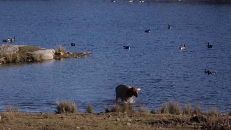 elk-female-standing-in-lake-shaking-water-off-fur-before-exiting-slomo-amazing