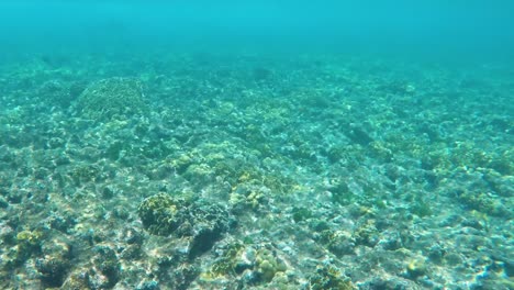 Arrecifes-De-Coral-Bajo-Aguas-Turquesas-Con-Sombra-De-Tiburón-En-El-Fondo