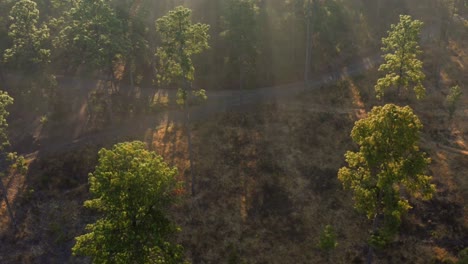 DRONE:-FOREST-IN-THE-EARLY-MORNING