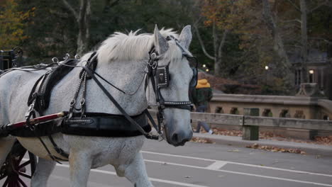 Pferd-Zieht-Eine-Kutsche-Durch-Den-Central-Park,-New-York-City