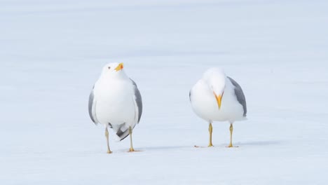 Two-seagulls-laughing-while-standing-in-the-snow-on-a-bright-sunny-day