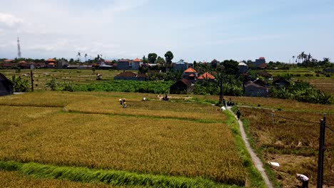 Reisfeldarbeiter-Ernten-Reisfelder-Aus-Der-Luft-Im-Zeitraffer-Grünes-Reisfeld-Am-Indonesischen-Morgendlichen-Hellblauen-Himmel-Auf-Der-Insel-Bali