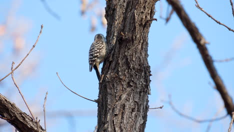 Japanese-Pygmy-Woodpecker-Climbs-Up-On-Tree-Trunk-Foraging-Insects-Under-Bark