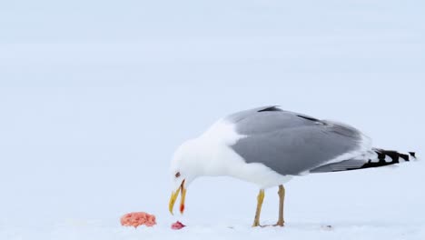Seagull-eating-fish-guts-and-screaming-when-another-seagull-flies-next-to-him