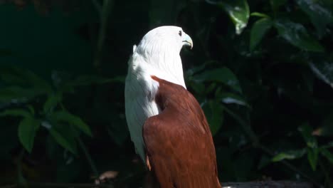 Static-shot-close-up-shot-capturing-a-wild-brahminy-kite,-haliastur-indus,-red-backed-sea-eagle-with-hooked-bill-perching-against-dark-forest-background,-scavenger-bird-species
