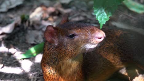 Sleepy-little-shy-azara's-agouti,-dasyprocta-azarae-sleeping-on-the-ground-under-the-canopy-of-trees,-alerted-by-the-surrounding,-woken-up-and-sniffing-the-fresh-green-leaf-above