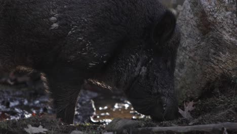 Wildschwein-Auf-Nahrungssuche-Im-Dreck-Gegen-Felsen-Nahaufnahme-Slomo-Mit-Hintergrundbeleuchtung