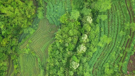 Overhead-drone-shot-of-beautiful-pattern-of-green-plantation-with-dense-trees-of-forest---Tropical-landscape-of-Indonesia