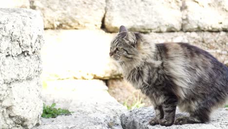 Slowmotion-shot-of-a-cat-walking-along-a-stone-wall-in-Athens,-Greece
