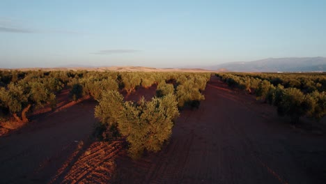 Tiefflug-über-Die-Olivenbäume-In-Den-Olivenhainlandschaften-Der-Region-Andalusien-In-Der-Nähe-Von-Malaga,-Spanien-Bei-Sonnenuntergang