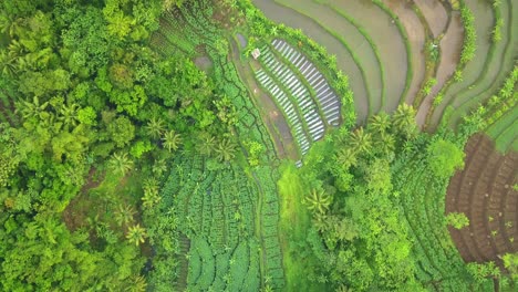 Overhead-drone-shot-of-tropical-landscape-with-view-of-rice-field,-plantation-and-forest