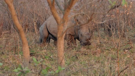 Dos-Rinocerontes-Blancos-Caminando-Por-El-Bosque-De-Sudáfrica