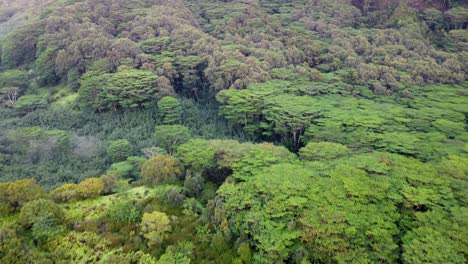 Cinematic-nature-aerial-view-of-green-forest-on-Kauai-island-in-Hawaii-Dramatic-nature-aerial-view-of-Rainforest-Tropical-jungle-of-Kauai