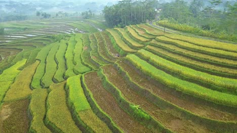 Aerial-view-of-farmer-working-on-colorful-rice-fields-in-tropical-countryside-of-Indonesia