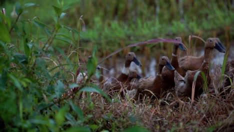 Slow-motion-shot-showing-flock-of-ducks-crossing-rice-field-in-Asia,close-up