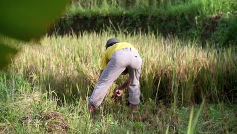 Slow-motion:-Traditional-male-Farmer-Harvesting-Paddy-Plant