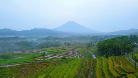 Drone-video-of-terraced-rice-field-with-huge-mountain-on-the-background