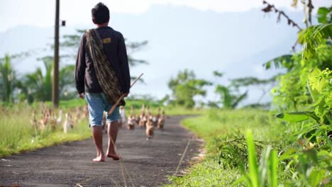 Slow-Motion-A-man-is-walking-and-herding-a-flock-of-ducks-on-the-road-with-defocused-green-bushes-on-the-foreground