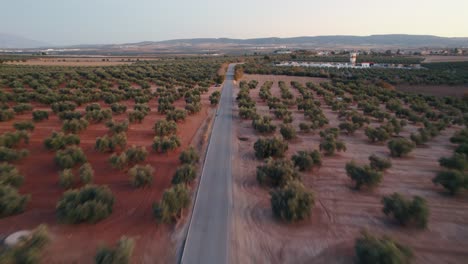 Aerial-view-of-the-olive-grove-fields-besides-a-rural-farmland-road-in-the-Andalusia-region-of-Malaga-province-of-Spain-with-a-car-driving-by-at-dawn-before-sunrise