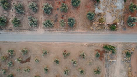 Top-down-satellite-view-a-rural-farmland-road-besides-the-olive-grove-fields-in-the-Andalusia-region-of-Malaga-province-of-Spain-with-a-car-driving-by