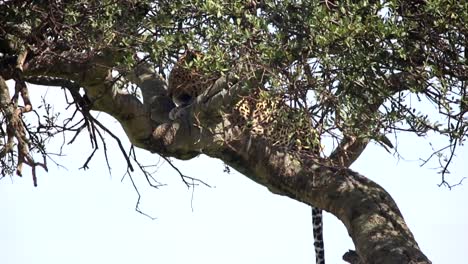 Leopard-lying-resting-on-top-of-Acacia-tree-in-Massai-Mara,-Kenya,-Africa