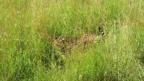 Cheetah-with-its-prey-hiding-in-tall-green-grass-and-breathing-deeply