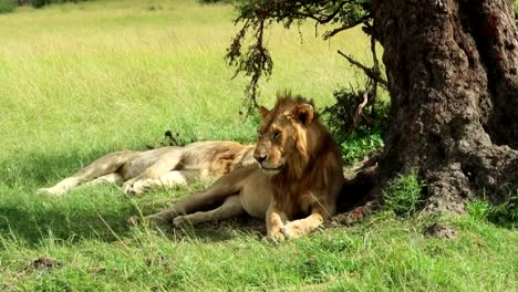 Full-shot-of-sleepy-lazy-male-Lion-resting-under-tree