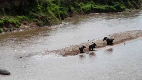 Vista-Escénica-De-Teleobjetivo-Del-Grupo-De-Hipopótamos-En-El-Río-Mara,-Kenia