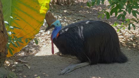 Side-Portrait-Of-A-Southern-Cassowary-Resting-On-The-Ground