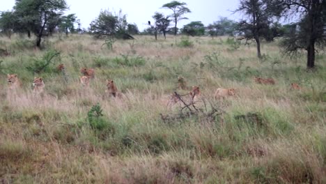 Establisher-shot-of-many-lions-in-African-Savanna-observing-surroundings,-pan