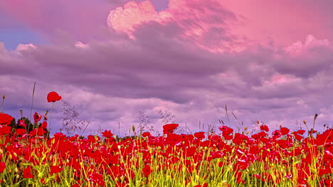 A-field-of-red-poppy-flowers-with-a-dramatic,-pink-cloudscape-above---sunset-time-lapse