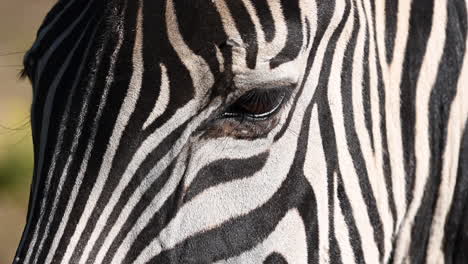 Nahaufnahme,-Kopf-Eines-Zebras,-Klare-Schwarze-Linien-Und-Dunkle-Augen,-Säugetier-Aus-Afrika