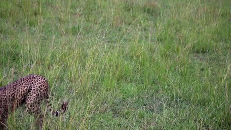 Majestätischer-Blick-Auf-Geparden,-Die-In-Zeitlupe-In-Der-Afrikanischen-Savanne-Spazieren-Gehen