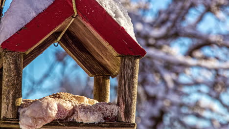 Timelapse-of-birds-feeding-in-a-snowy-birdhouse-outdoor-in-a-cold-winter
