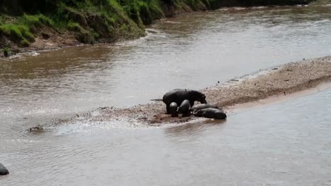 Telephoto-establisher-of-family-of-hippos-with-babies-in-Mara-River,-Africa