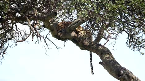 Leopard-resting,-sleeping-on-an-acacia-tree-during-a-hot-summer-day-in-Africa