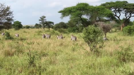 Herd-of-zebras-walking-in-the-tall-grass