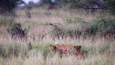 Löwenjunge-Verstecken-Sich-Im-Hohen-Gras-In-Den-Ebenen-Afrikas