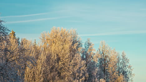 Schneebedeckte-Zweige-Der-Baumbeleuchtung-Während-Des-Sonnigen-Wintertages-Mit-Blauem-Himmel,-Zeitraffer