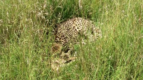 Cheetah-eats-small-antelope-after-hunt,-hidden-in-high-grass-savanna-vegetation