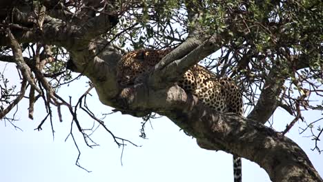 Close-up-of-a-leopard-sleeping-on-acacia-tree-in-Kenya,-Africa