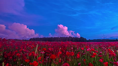 Farbenfroher-Sonnenuntergang-Und-Wolken-über-Einem-Wunderschönen-Feld-Mit-Roten-Mohnblumen