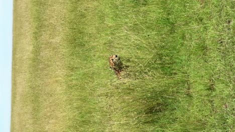 Cheetah-laying-in-tall-grass