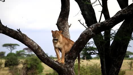 Close-up-of-tired-wild-lioness-on-a-tree-in-Ikoma-Natural-Reserve-in-Africa